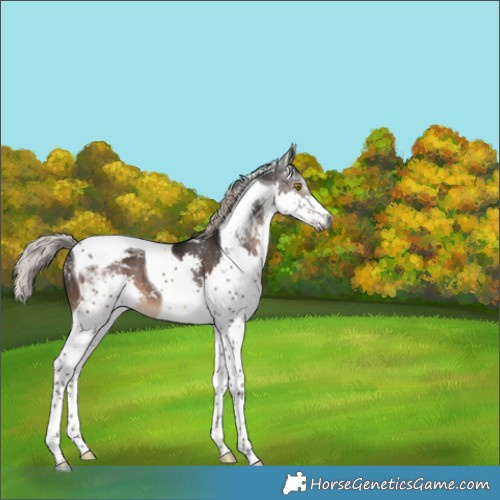 Horse Color:Gray Silver Brown Splash Tobiano Appaloosa 