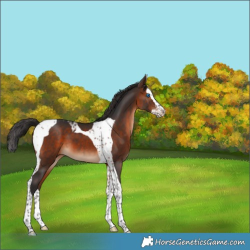 Horse Color:Brown Splash Tobiano 