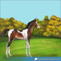 Horse Color:Brown Splash Tobiano