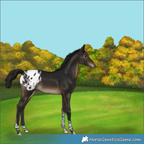 Horse Color:Gray Brown Tobiano Appaloosa 