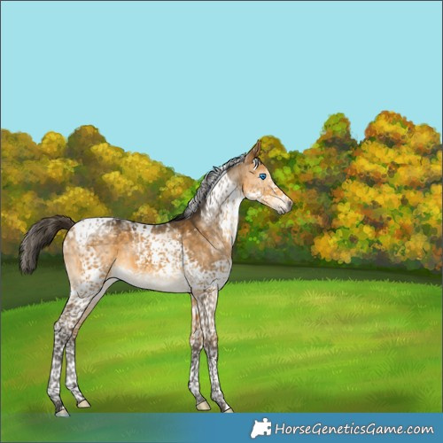 Horse Color:Gray Buckskin Splash Tobiano Appaloosa 