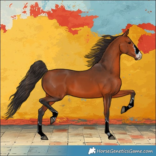Horse Color:Bay 