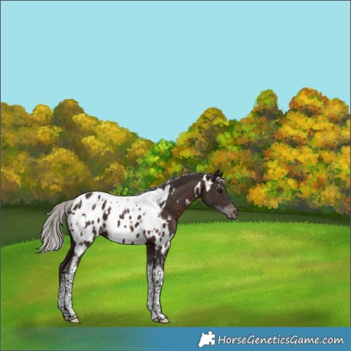 Horse Color:White Spotted Silver Brown Tobiano Near Leopard 