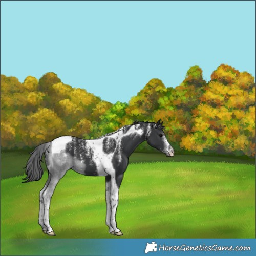 Horse Color:Powder White Black Tobiano 