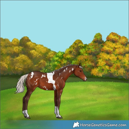 Horse Color:White Spotted Silver Bay Tobiano 