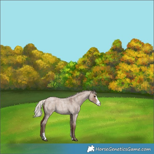 Horse Color:Silver Grullo Roan Sabino 