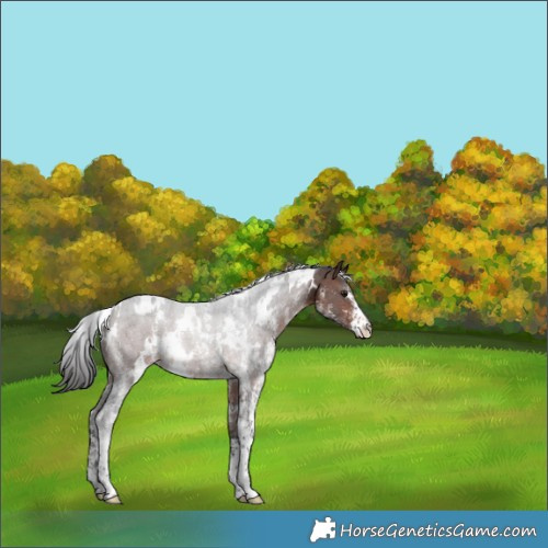 Horse Color:White Spotted Brown Sabino 