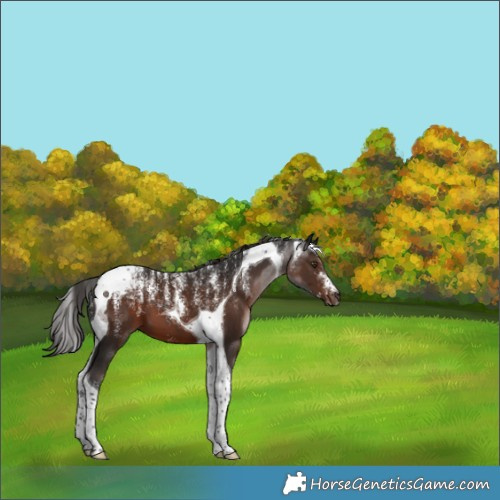 Horse Color:Powder White Liver Chestnut Tobiano 