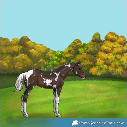 Horse Color:White Spotted Silver Brown Tobiano 