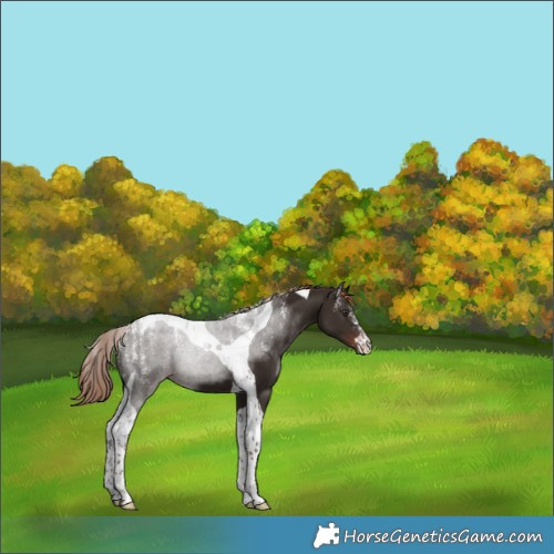 Horse Color:Powder White Liver Chestnut Tobiano 