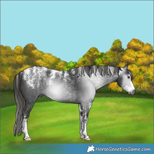 Horse Color:Powder White Gray Liver Chestnut 