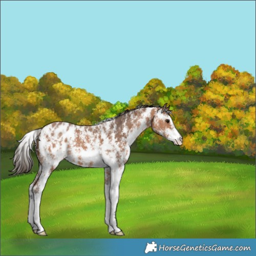 Horse Color:Bay Sabino Appaloosa 