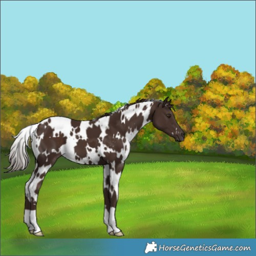 Horse Color:White Spotted Liver Chestnut 