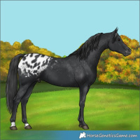 Horse Color:Black Appaloosa