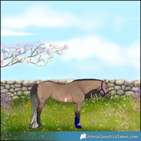 Horse Color:Bay Dun Sabino 