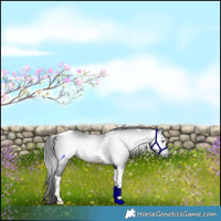 Horse Color:Gray Buckskin Tobiano 