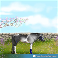 Horse Color:Gray Buckskin Tobiano