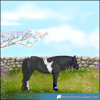 Horse Color:Black Tobiano