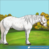 Horse Color:Chestnut Tobiano Snowflake Varnish