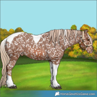 Horse Color:Chestnut Tobiano Appaloosa 