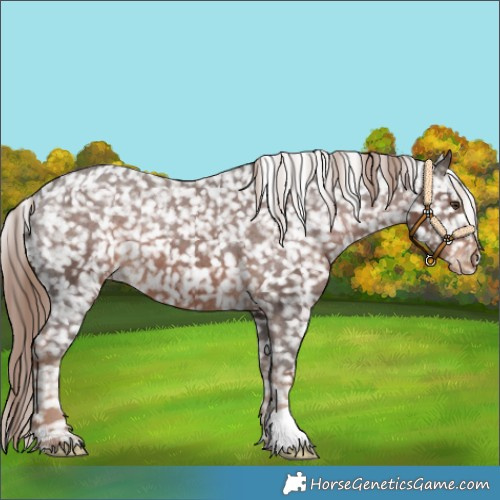 Horse Color:Liver Chestnut Appaloosa 