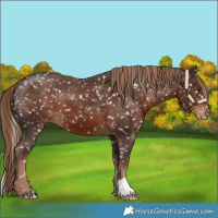 Horse Color:Liver Chestnut Appaloosa 