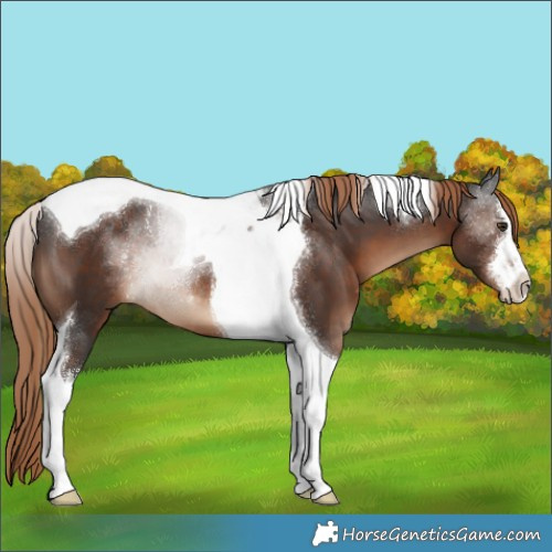 Horse Color:White Spotted Liver Chestnut Tobiano 