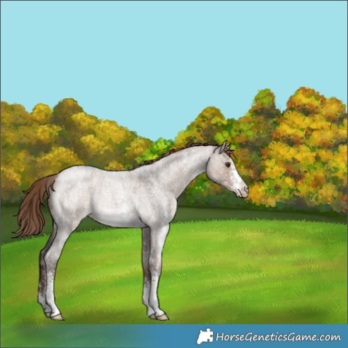 Horse Color:Liver Red Dun Roan Sabino Rabicano 