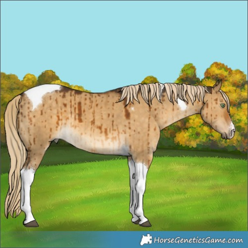 Horse Color:White Spotted Chocolate Palomino Dun Tobiano Brindle 