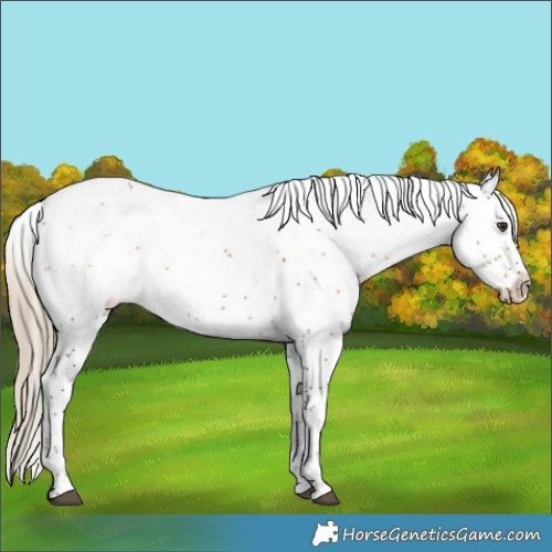 Horse Color:Chocolate Palomino Mushroom Sabino 