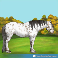 Horse Color:Gray Classic Cream Champagne Appaloosa Rabicano 