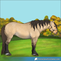 Horse Color:Buckskin Dun