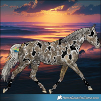 Horse Color:Plaid  Silver Grullo Ice Sabino Appaloosa 