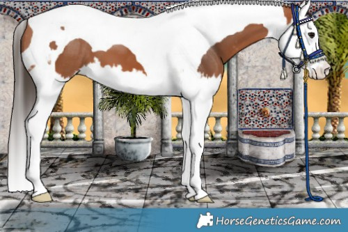 Horse Color:Bay Splash Tobiano Appaloosa