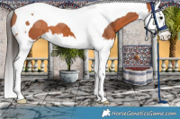 Horse Color:Bay Splash Tobiano Appaloosa