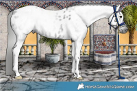Horse Color:Gray Black Tobiano Near Leopard