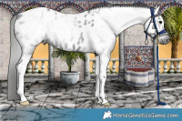 Horse Color:Gray Black Tobiano Appaloosa 