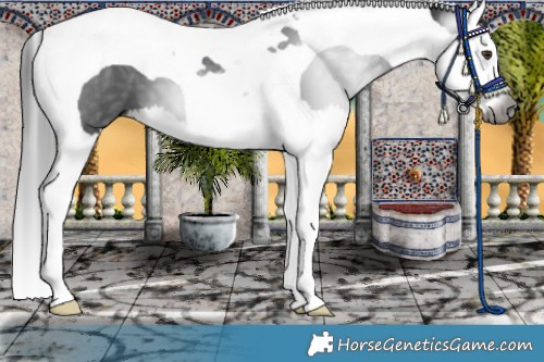 Horse Color:Gray Liver Chestnut Splash Tobiano 