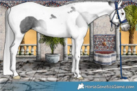Horse Color:Gray Liver Chestnut Splash Tobiano 