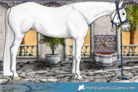 Horse Color:Gray Liver Chestnut Splash Tobiano