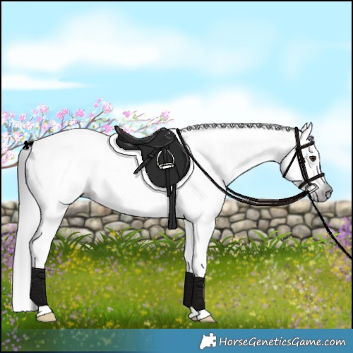 Horse Color:Gray Liver Chestnut Splash Tobiano Near Leopard 