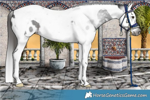 Horse Color:Gray Liver Chestnut Splash Tobiano Appaloosa