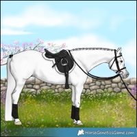 Horse Color:Gray Liver Chestnut Splash Tobiano Near Leopard 