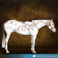 Horse Color:Liver Red Dun Splash Near Leopard 