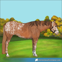 Horse Color:Bay Splash Appaloosa  and Chestnut Appaloosa 
