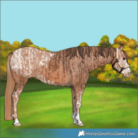Horse Color:Bay Splash Snowcap  and Chestnut Varnish 