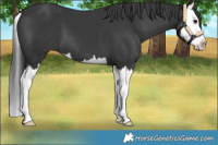 Horse Color:Black Splash 