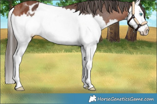 Horse Color:Bay Splash Appaloosa 