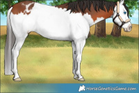 Horse Color:Bay Splash Appaloosa 