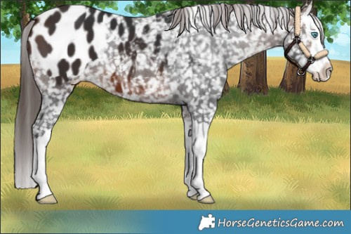 Horse Color:Brown Splash Appaloosa 